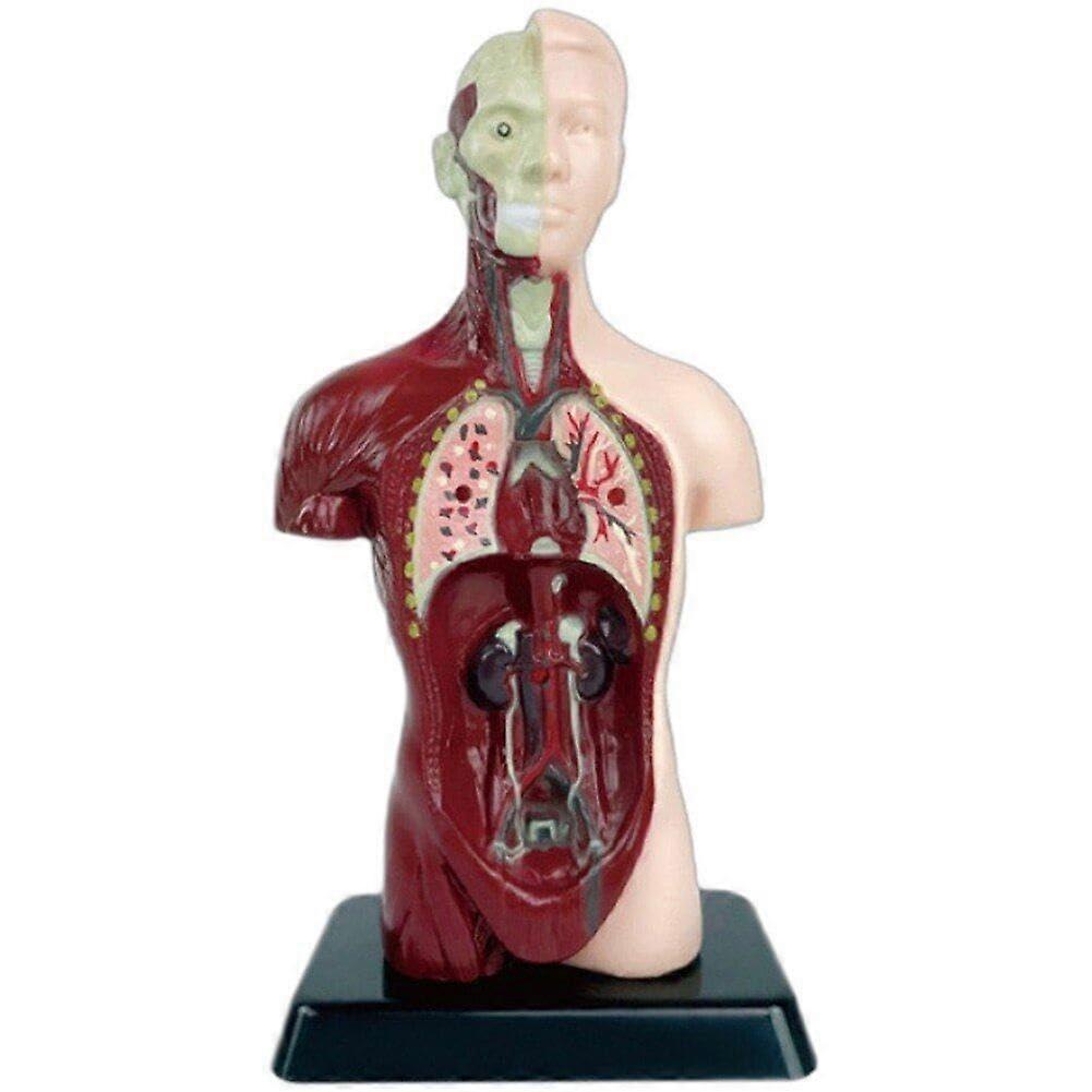Human Body Model, 3D Model of Human Body, Removable Educational Torso, Removable Anatomy Model, Teaching Tool