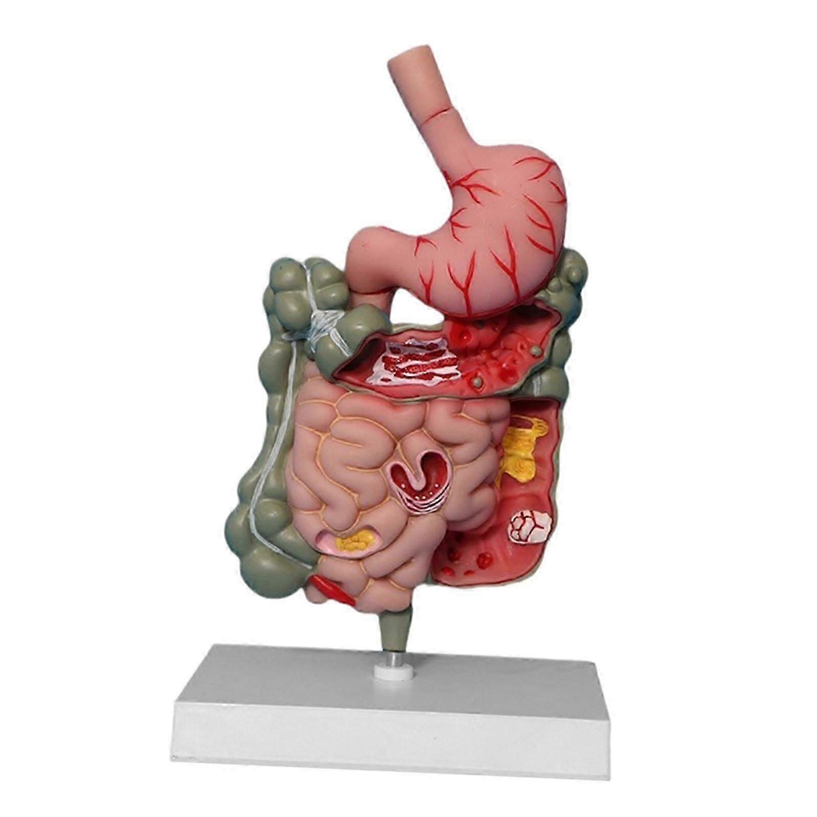 Human Digestive System Model PVC Stomach Model Demonstration Display