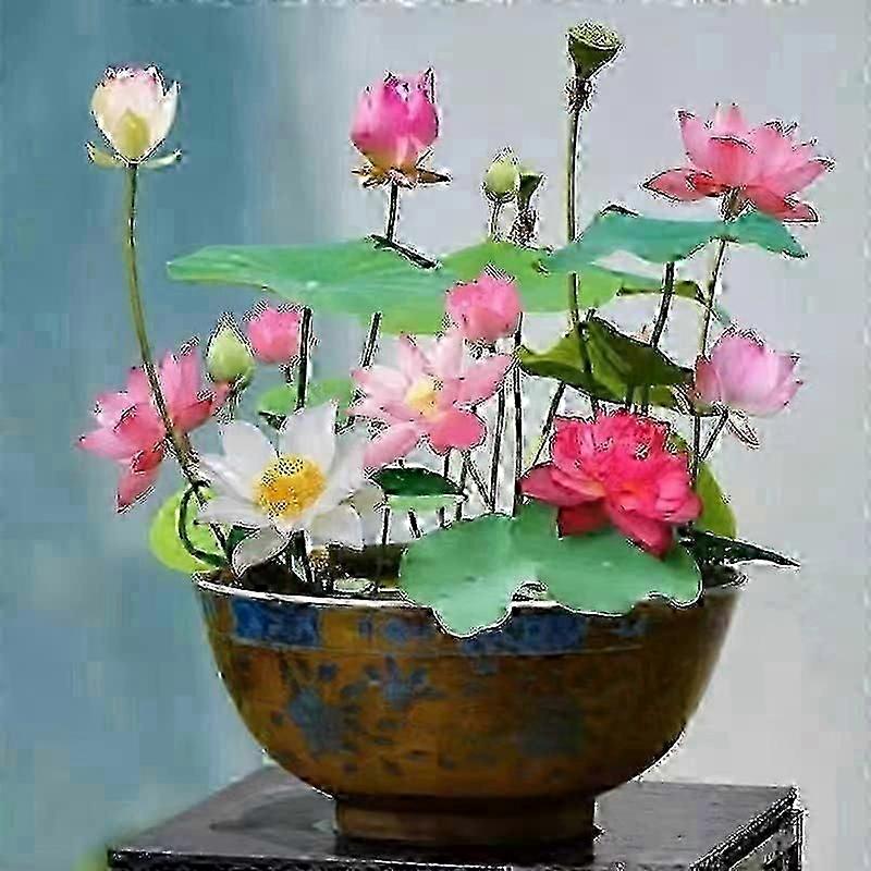 2025 10 件混合颜色盆景碗莲子 - 异国情调睡莲花植物种子,用于观赏池塘和家庭种植