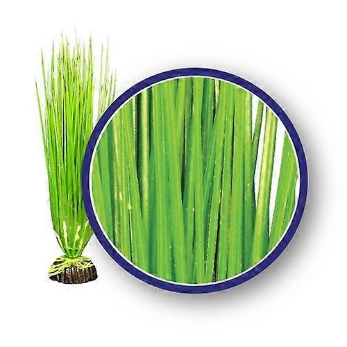 Weco Products Freshwater Series Asian Hairgrass Aquarium Plant, Green, 1 Each/18 in