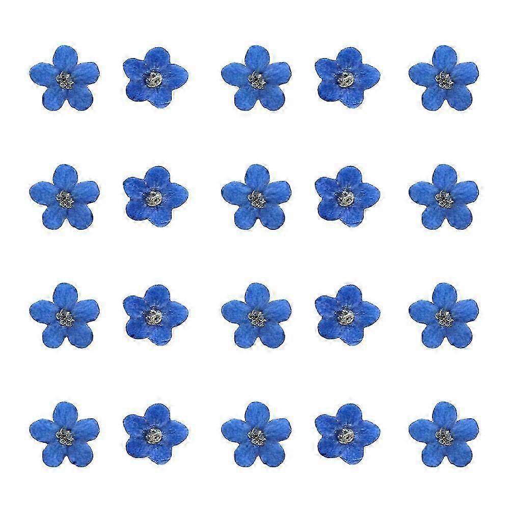 20 Stück vergiss mich nicht gepresste Blumen zum Basteln