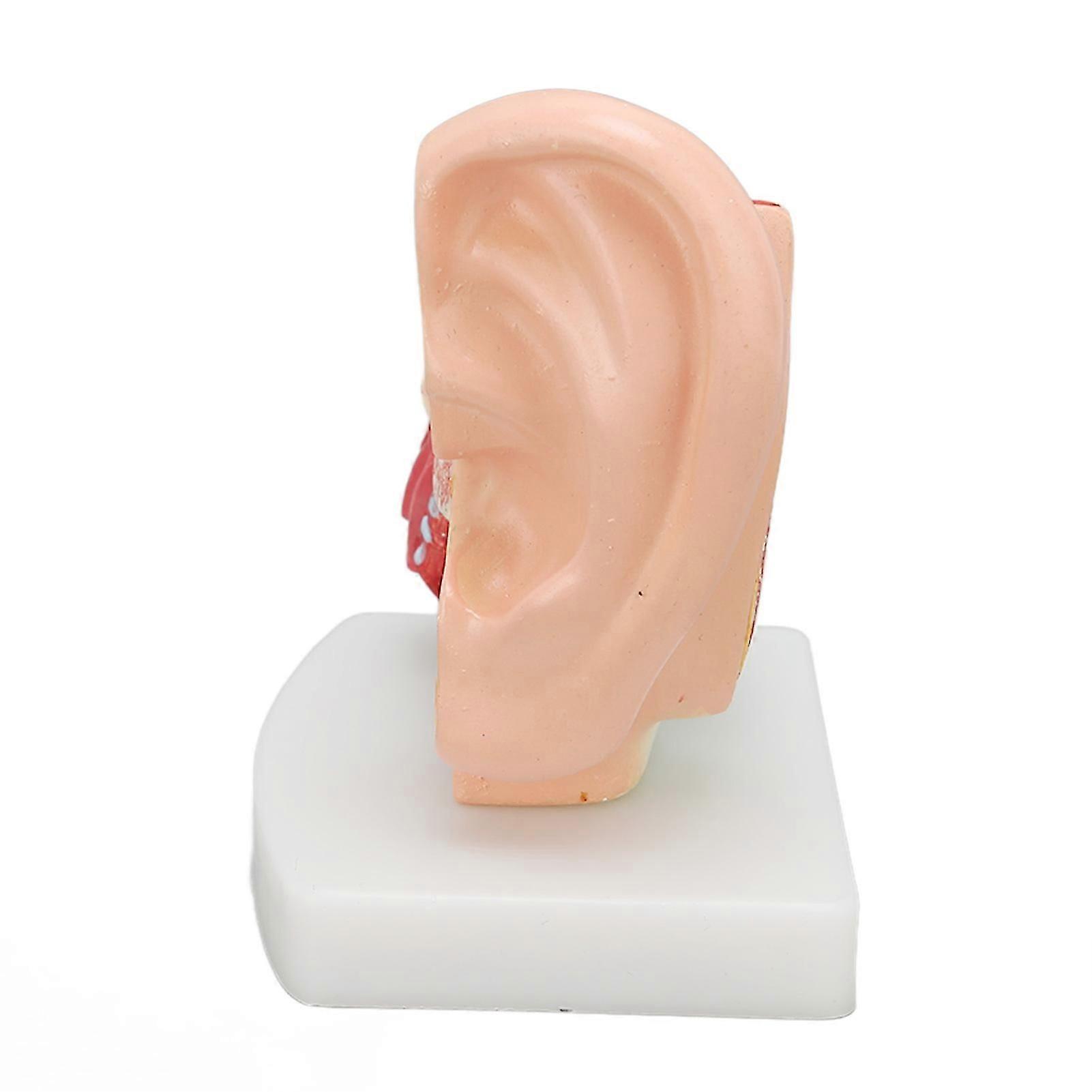 Human Ear Anatomical Model Clear Structure Simulation Inner Ear Model for Education Display