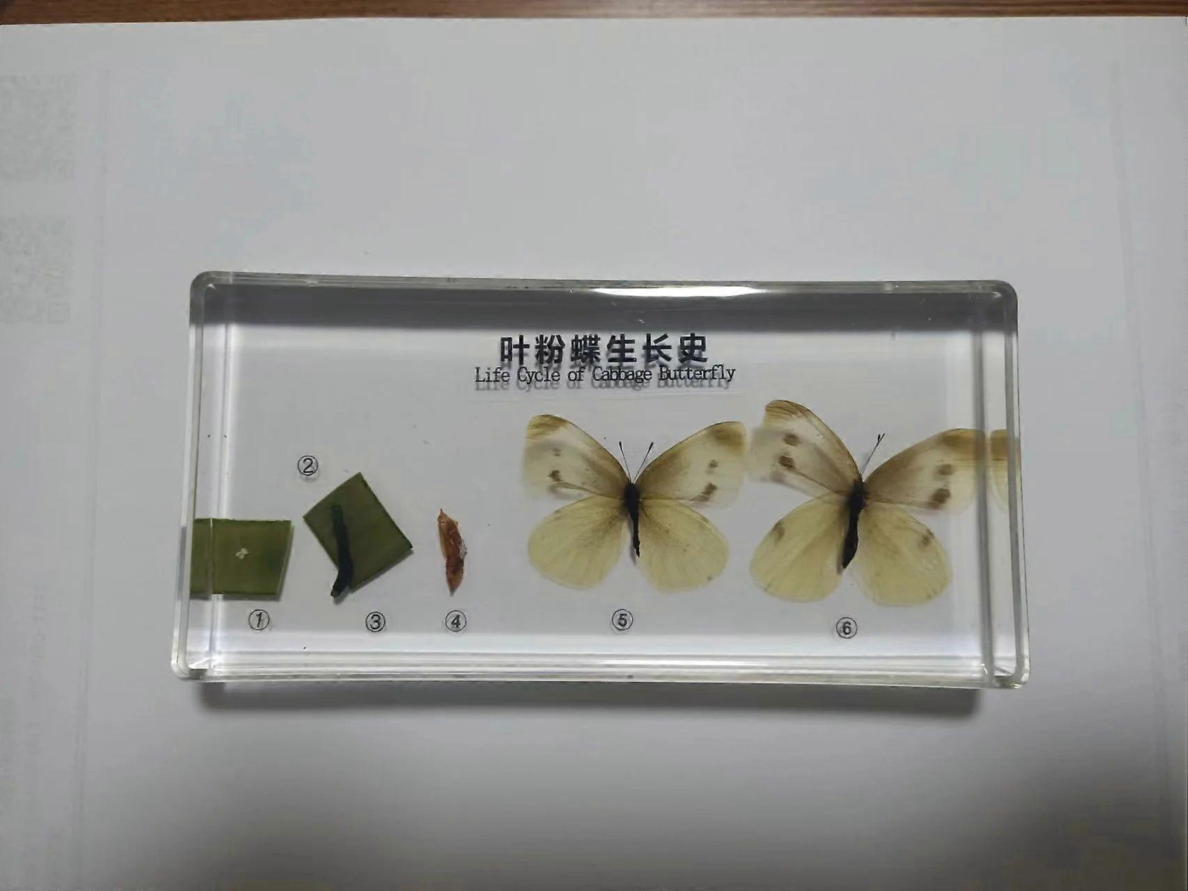 Common Cabbage Worm Growth Development Process Specimen Model Real Cabbage Butterfly Specimen Biologic Entomology Teaching Aids
