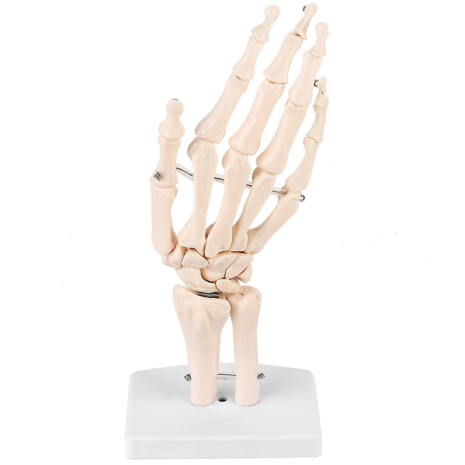 High quality  Hand joint model