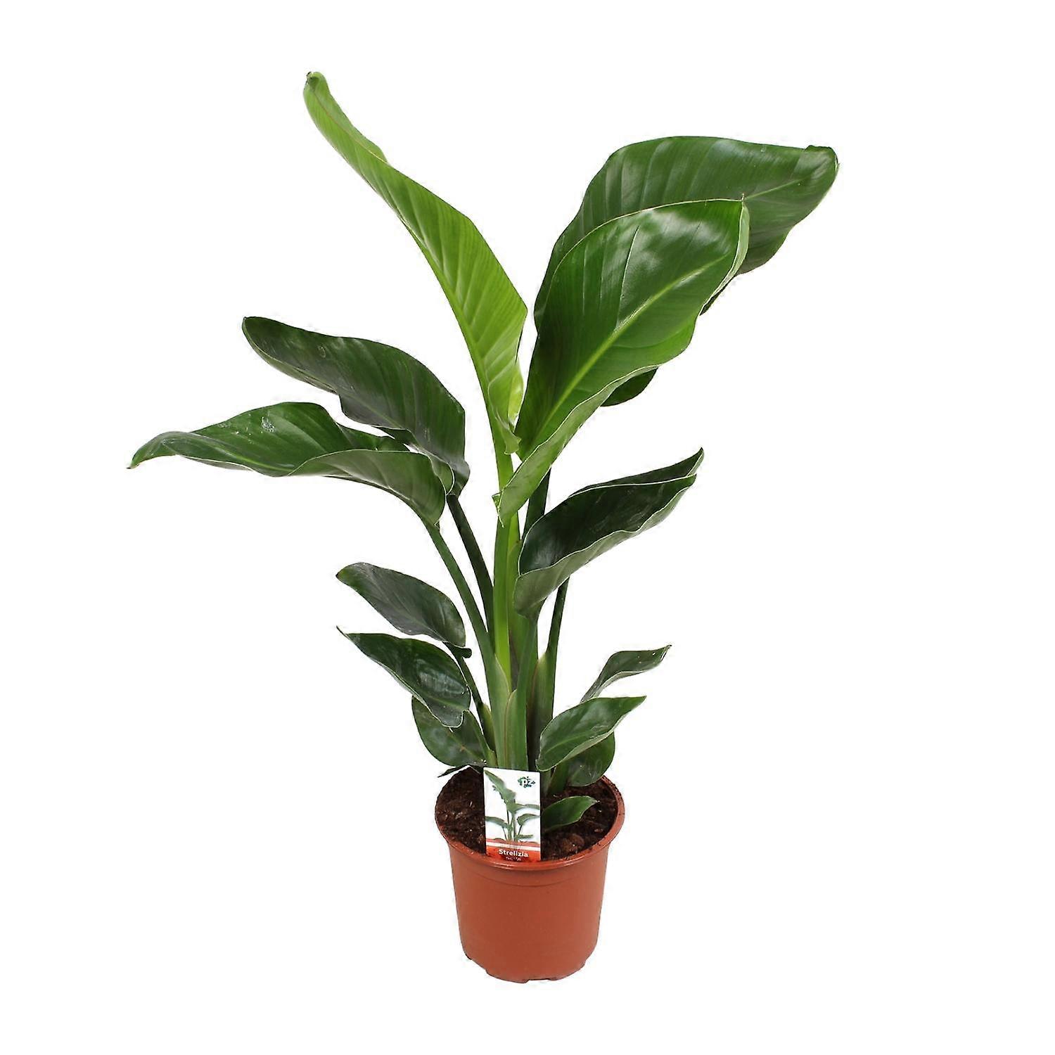 Strelitzia Nicolai - 60-70cm - Ø17cm
