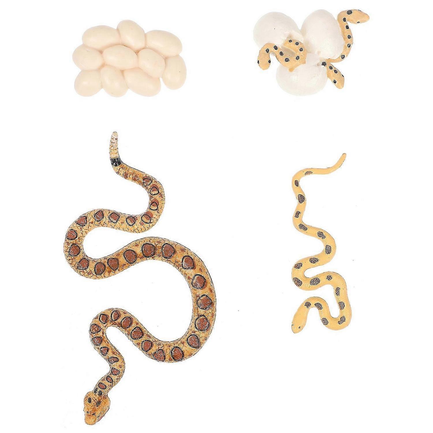 1 Set/4pcs Simulation Rattlesnake Life Cycle Model Cognitive Model Toy for Kids