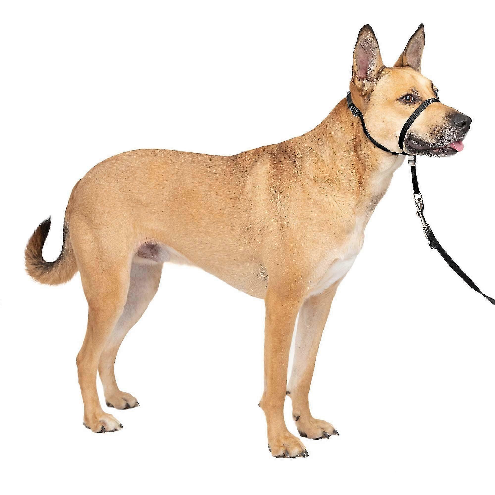 No-Pull Dog Head Collar Medium Size Adjustable Training Harness for Comfort and Control