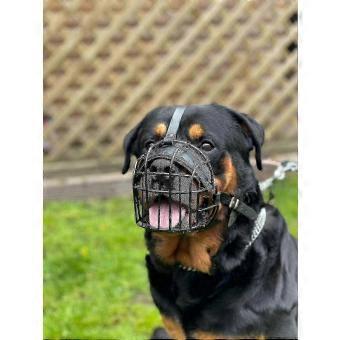 Strong Wire Metal Dog Muzzle Basket compatible with Rottweiler, Mastiff, Golden Retriever & Large Breeds (Black Leather)-Good