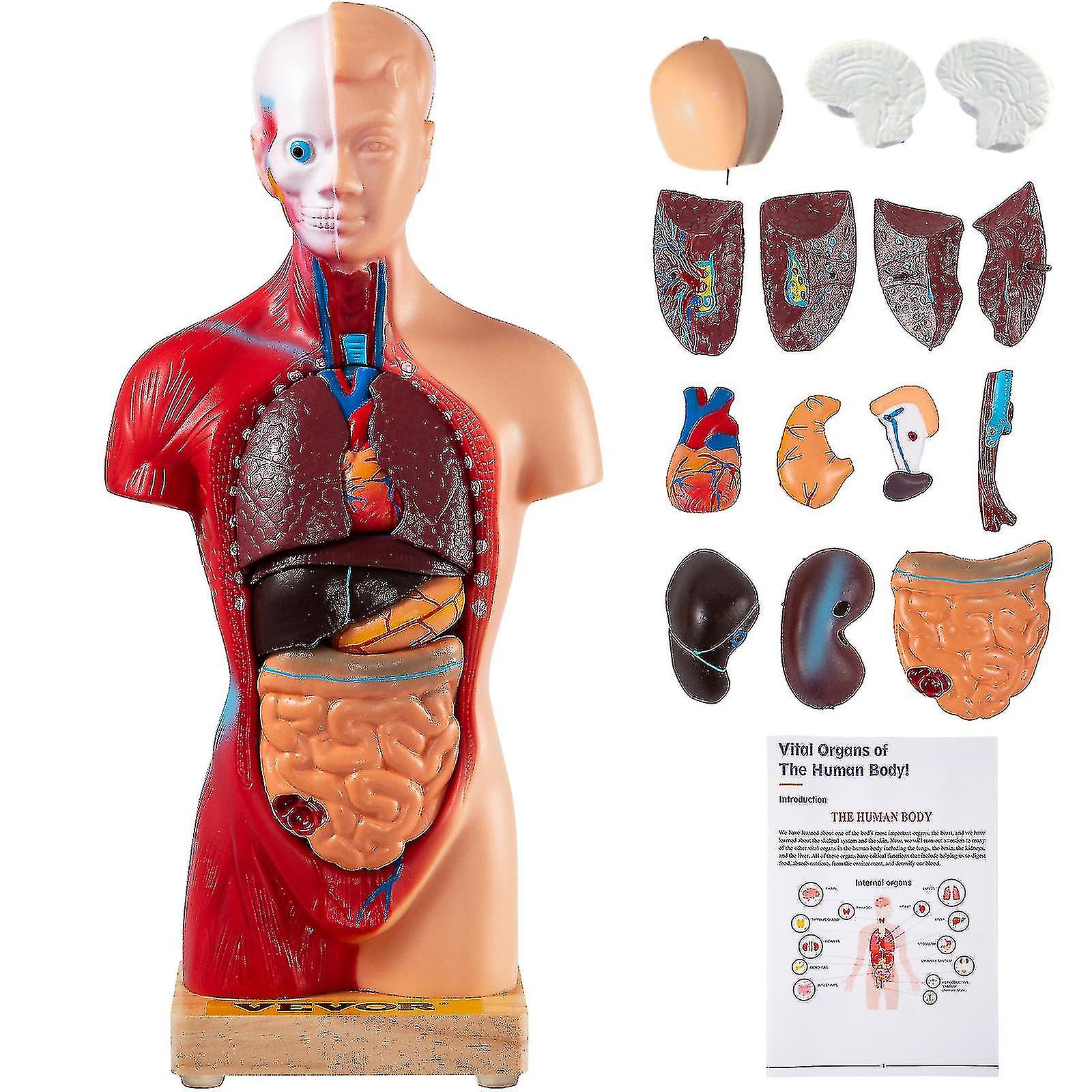 Anatomical Human Torso Body Model 11 polegadas 15 peças para o ensino Display-hao
