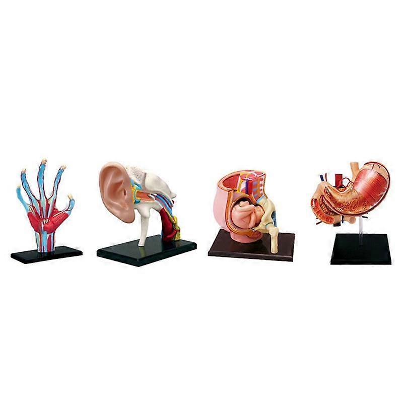 Medical-Torso Human Body Model Removable Parts Education Organs Model for Teaching Study Class Stud