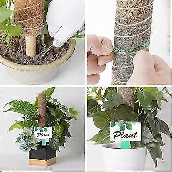 philodendron mayoi care Mayoi Philodendron – Plant Detectives main image 1