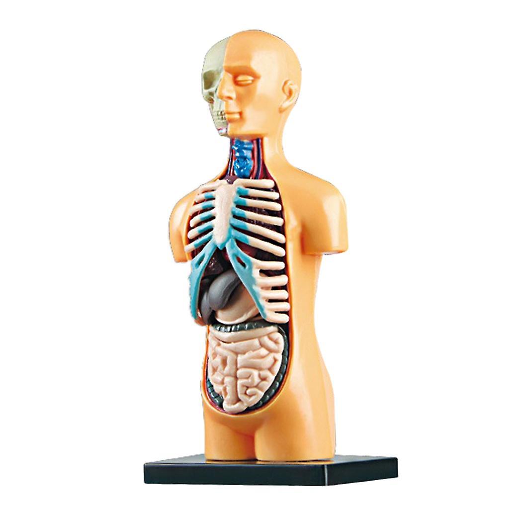 Science Human Body Model Classroom with Removable Organs Learning DIY Toys