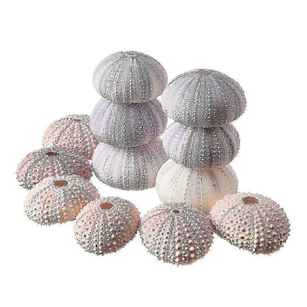 12 Sea Urchin Shells - Craft & Decor Collection, Assorted Pink & Purple