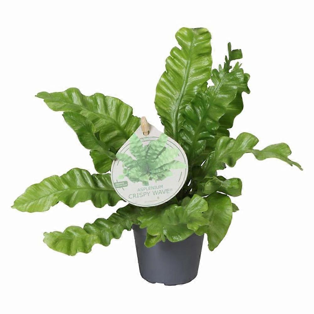 Asplenium nidus 'Crispy Wave' Ø7cm