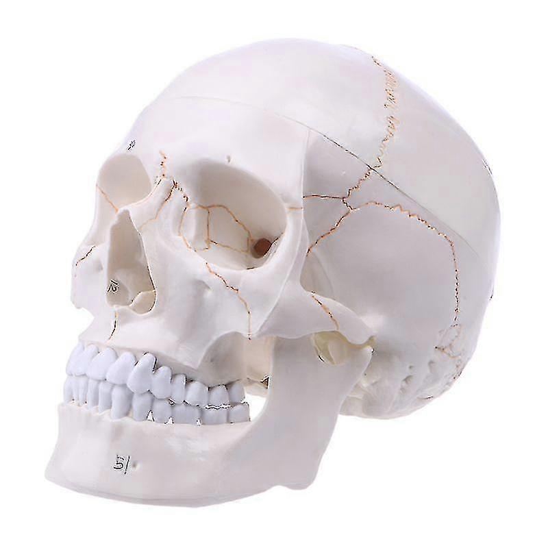 Life Size Human Skull Model Anatomical Anatomy Medical Teaching Skeleton For Hea