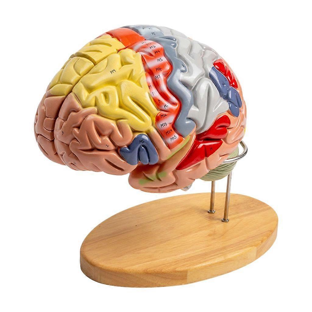 Human Brain Anatomy Model Teaching Aids