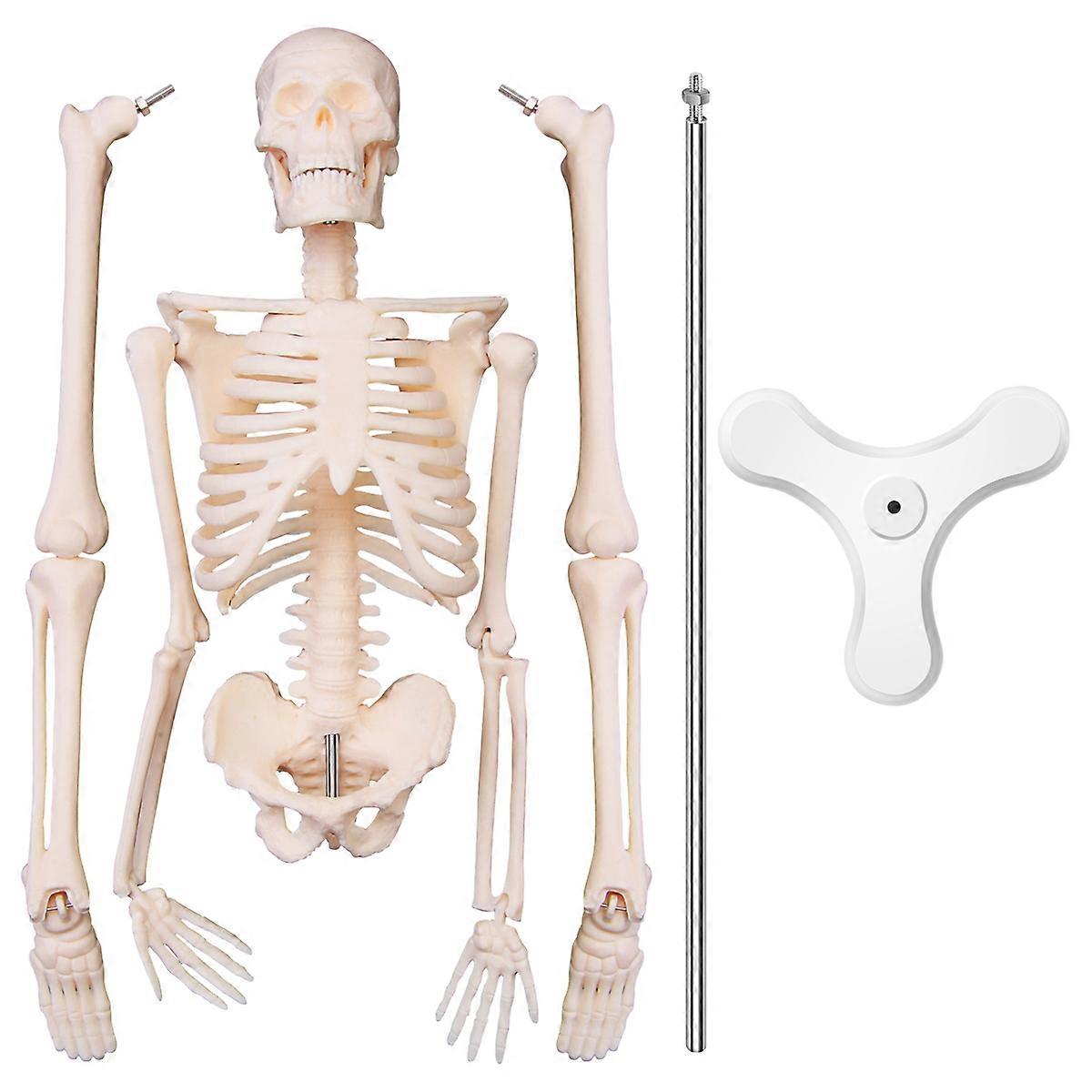 45CM Human Anatomy Skeleton Model Poster Learn Model