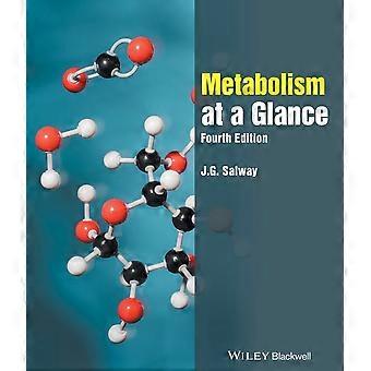 Metabolisme in een oogopslag 4E