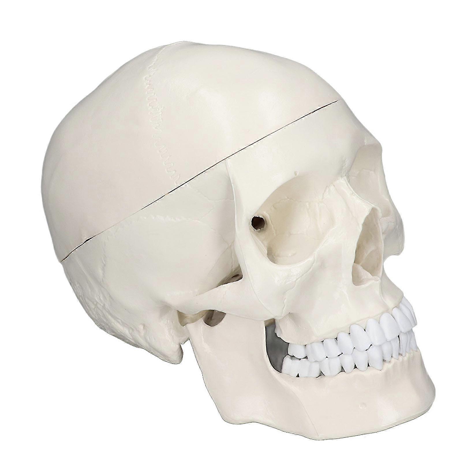 Human Head Removable Pvc Anatomy Learning Tool 1:1 Scale -CHSZ