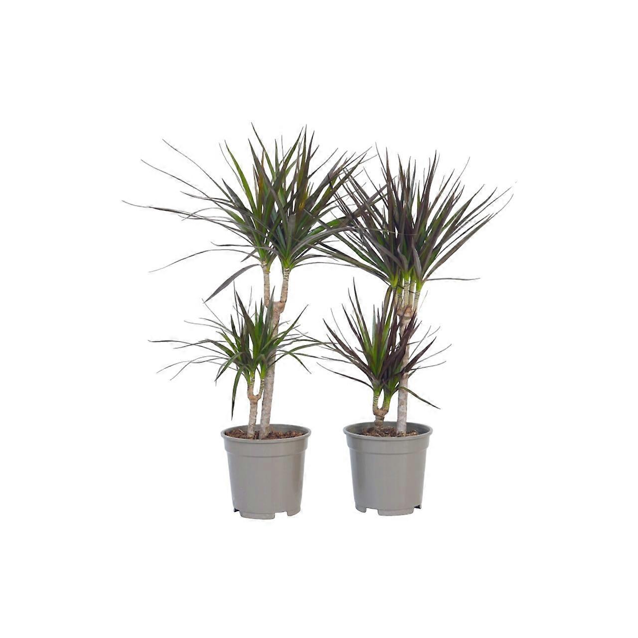 Madagaskar Drachenbaum - 2 Stk. - Dracaena marginata - Höhe 70-80cm - ⌀17cm