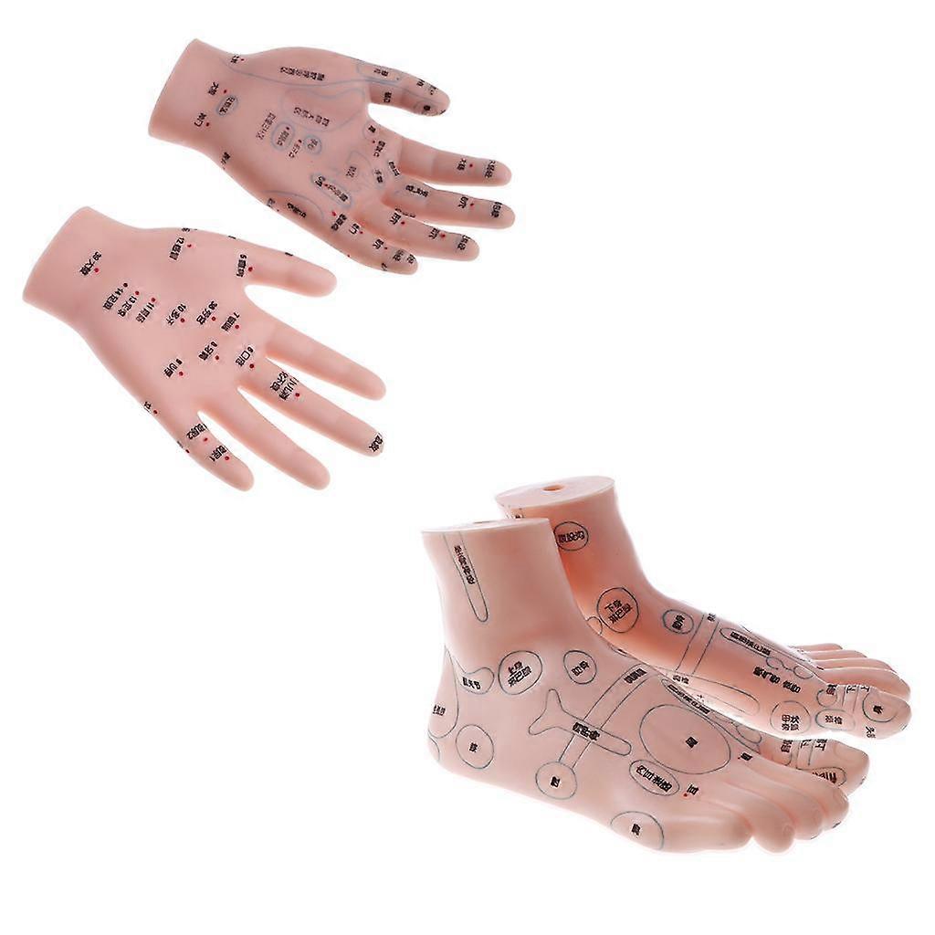 Message Acupuncture Hand + Foot Model Reflexology Acupoint Study Kit