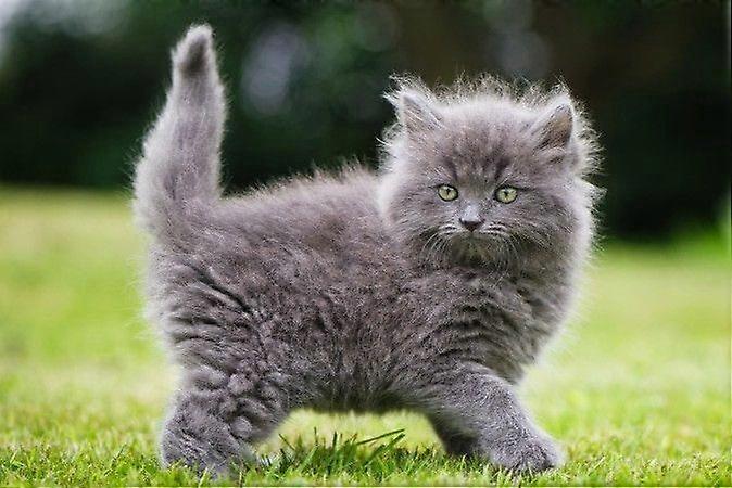 Puzzles Chatons TD312