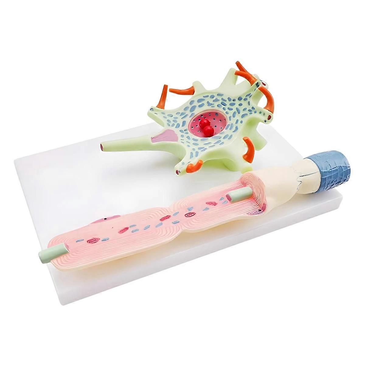 for Teaching Science Education Instrument Neuron Cell Model