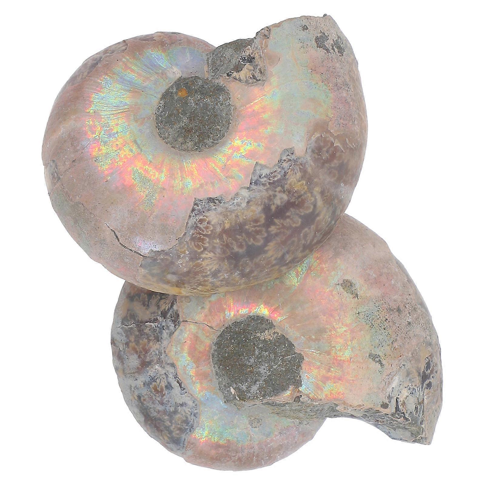 Natural Educational Ammonite Model for Decoration 2Pcs Dark Brown
