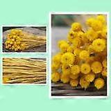 Natural Dried Yellow Flowers: Random Stem Colors