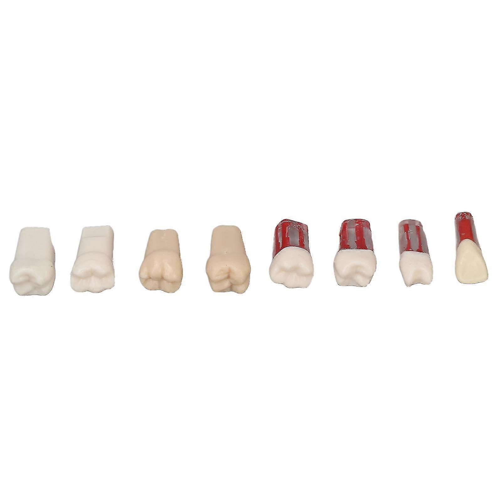 8pcs Canal Root Teeth Model Resin Realistic Demonstration Endodontic Canal Root Teeth for Student