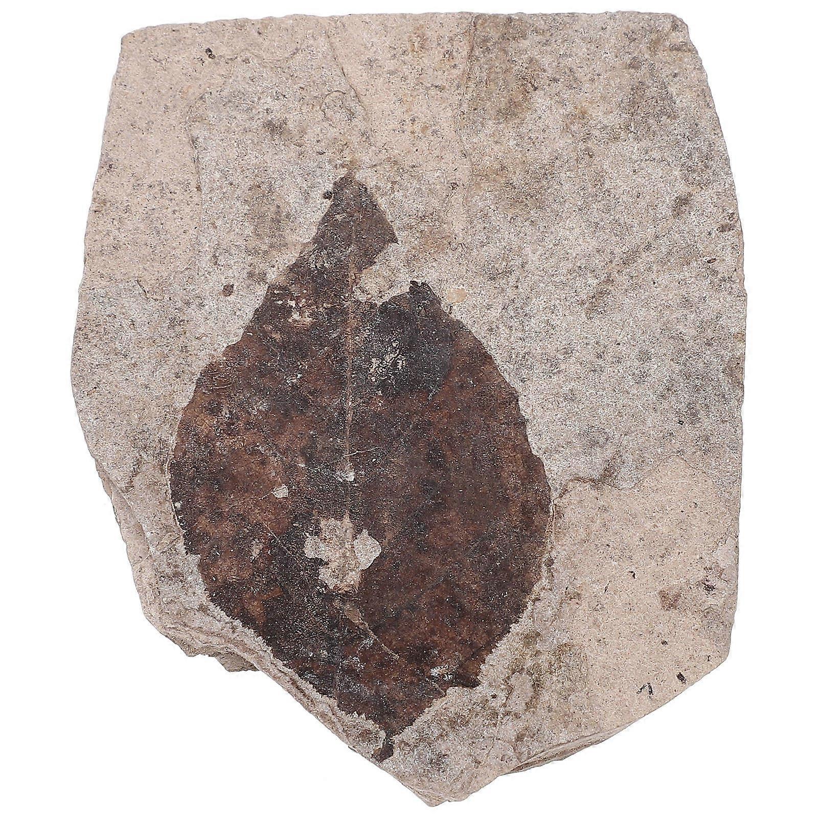 Science Classroom Specimens Fossilized Leaf Natural Science Collectors 6.3X5X0.3cm 1Set