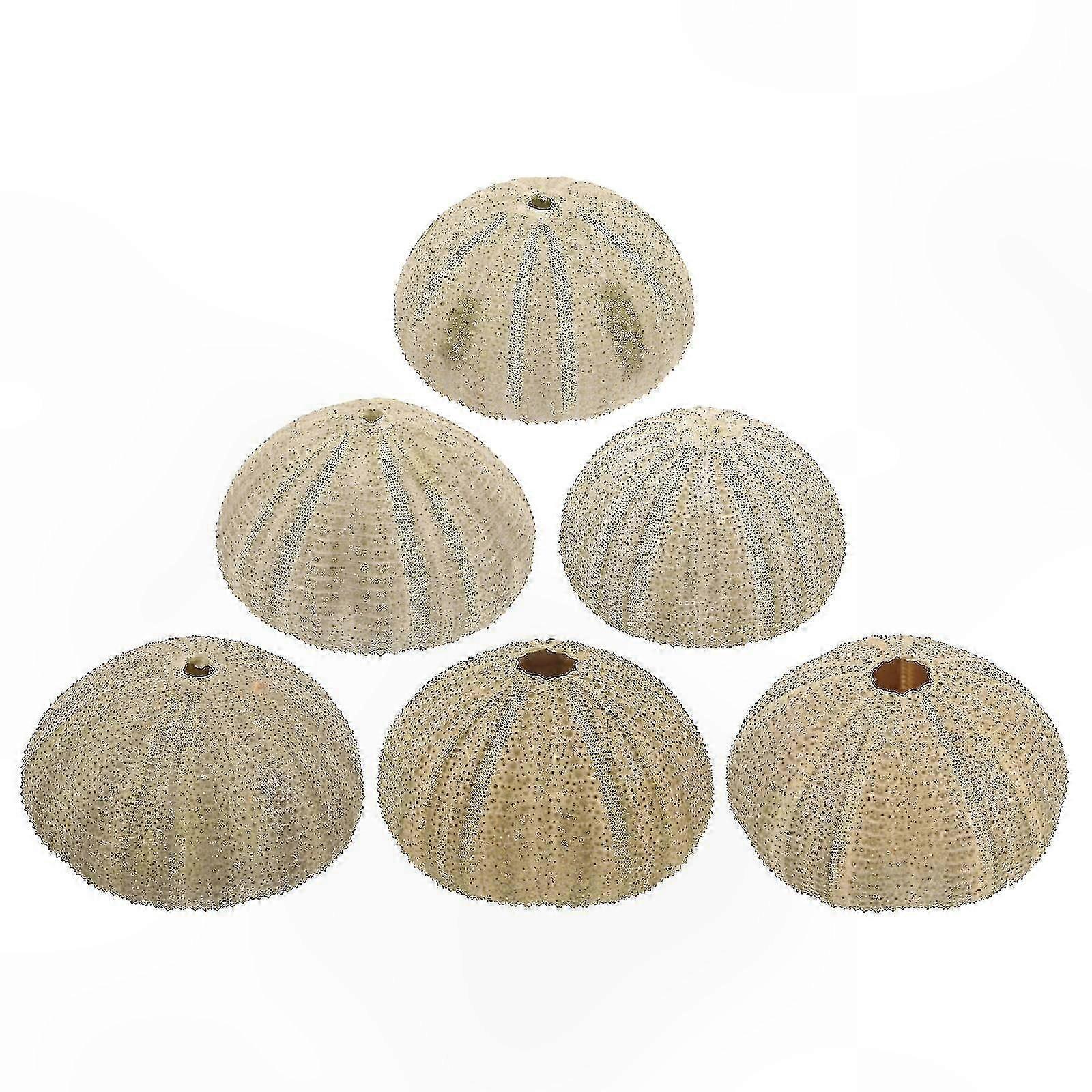 Natural Sea Urchin Shells Decorative Set for Aquariums and Home Crafting Projects