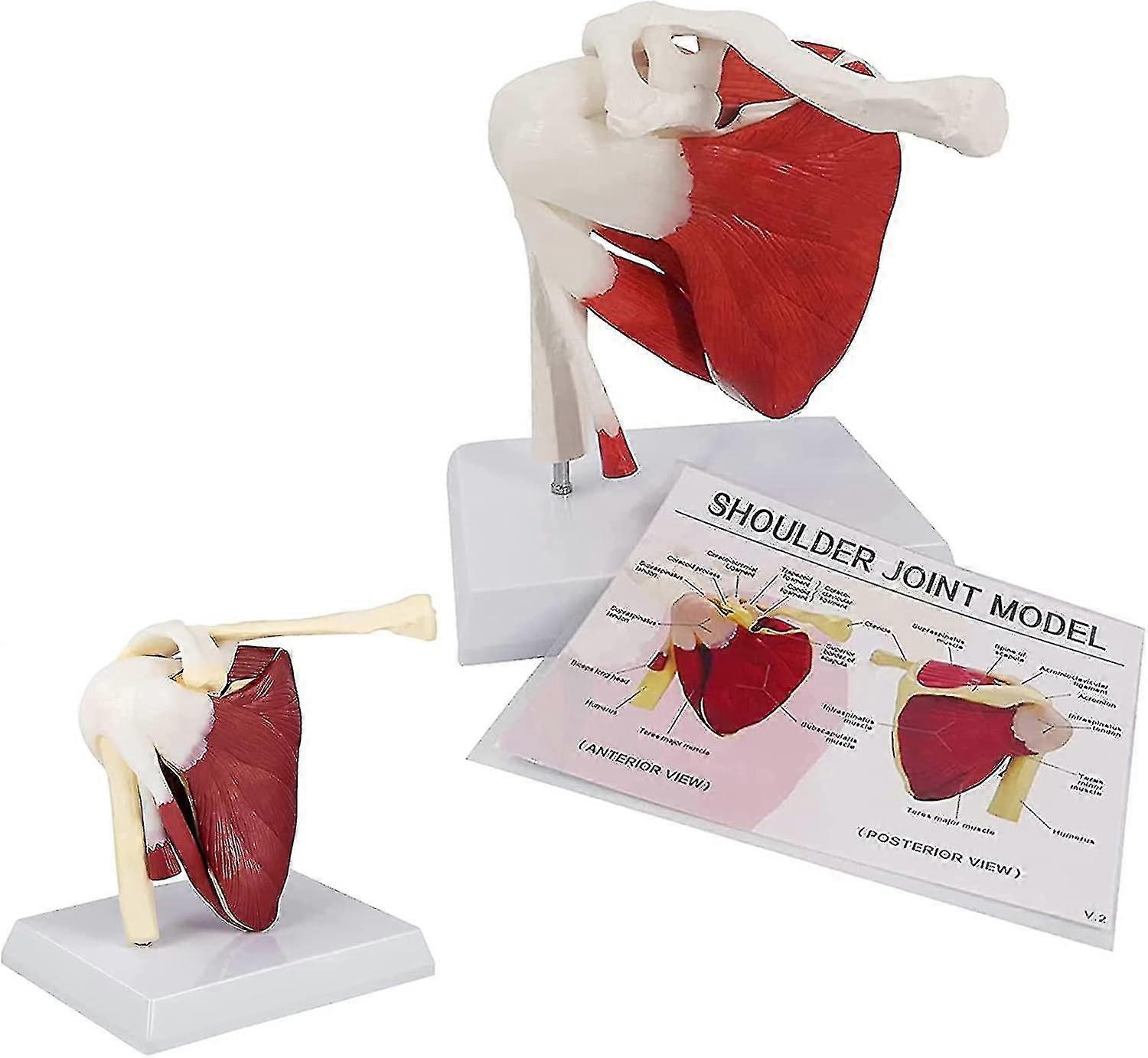 Human Shoulder Joint Ligament Muscled Skeleton Anatomical Model For Teaching--