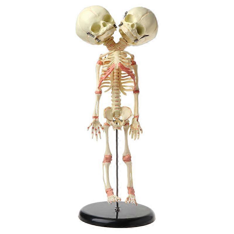 37cm Human Double for Head Baby Skull Skeleton Anatomy Brain Display Study Teach
