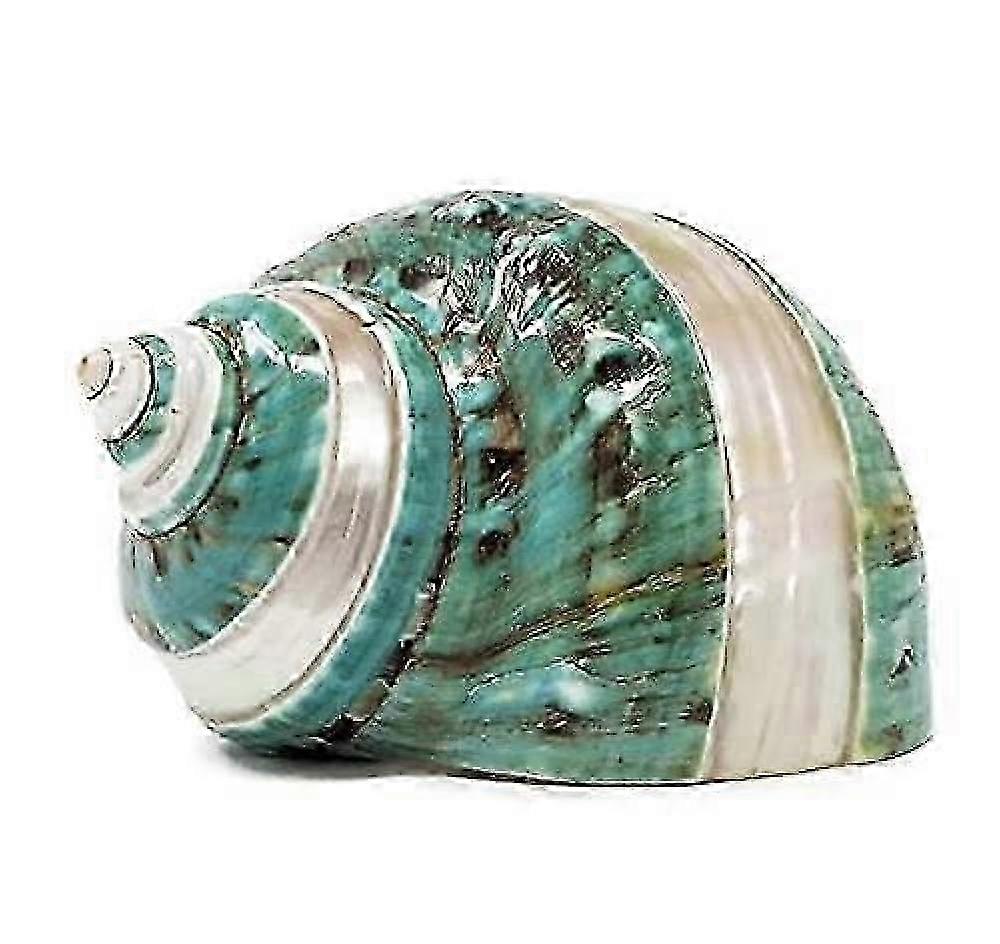 Large turbo shell, 3 -inch seashell, seashells for decoration, shells for crafts