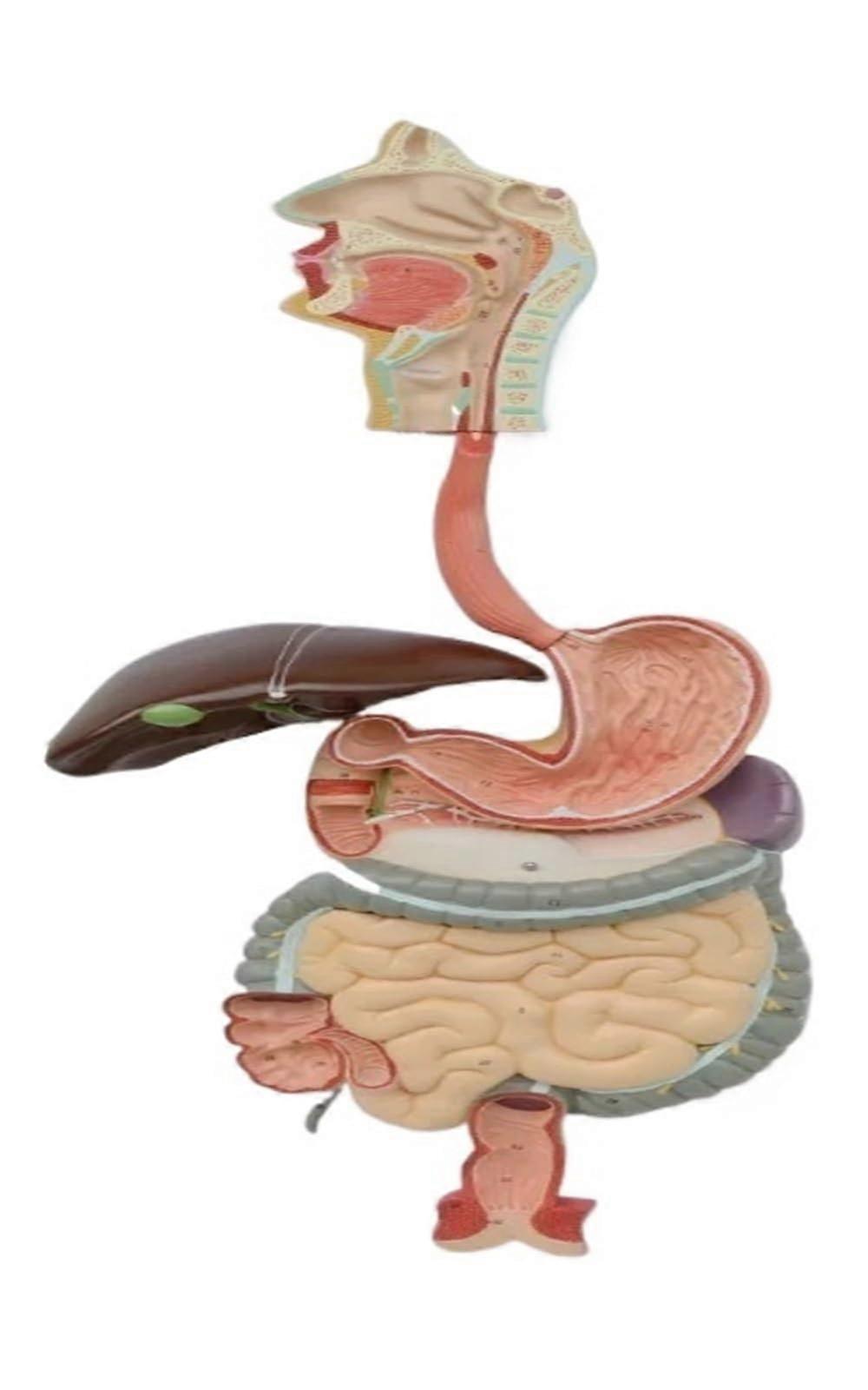 Life Size Human Digestive System Model with 3D Anatomical Detail and Detachable Sections for Medical Study
