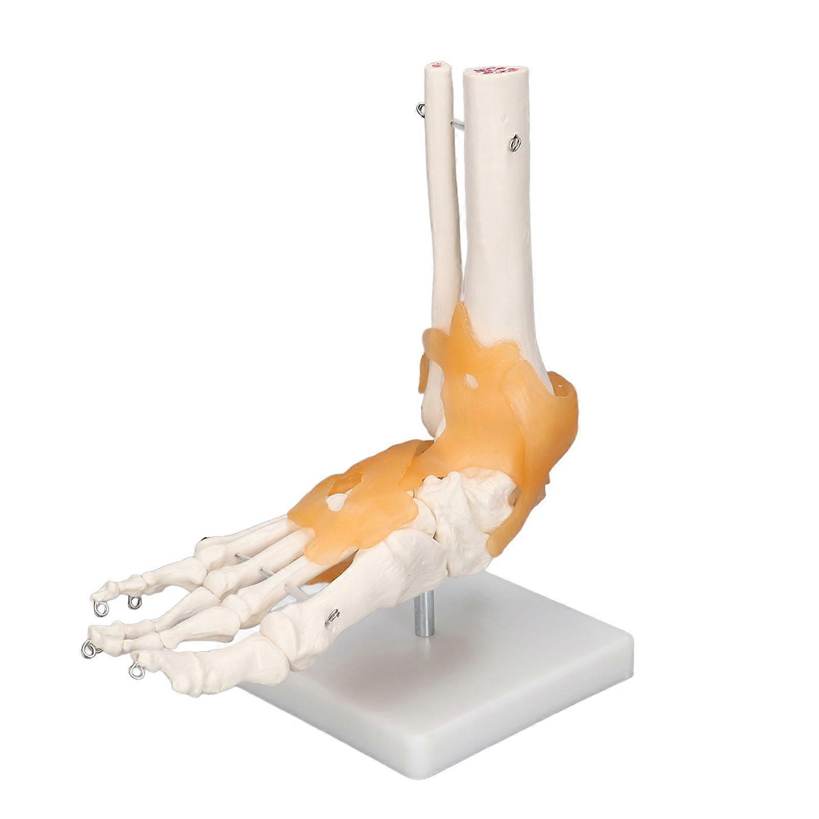 Menschliches Fußmodell Anatomische Knöchelskelettknochen mit Band 1 zu 1 lebensgroße Form