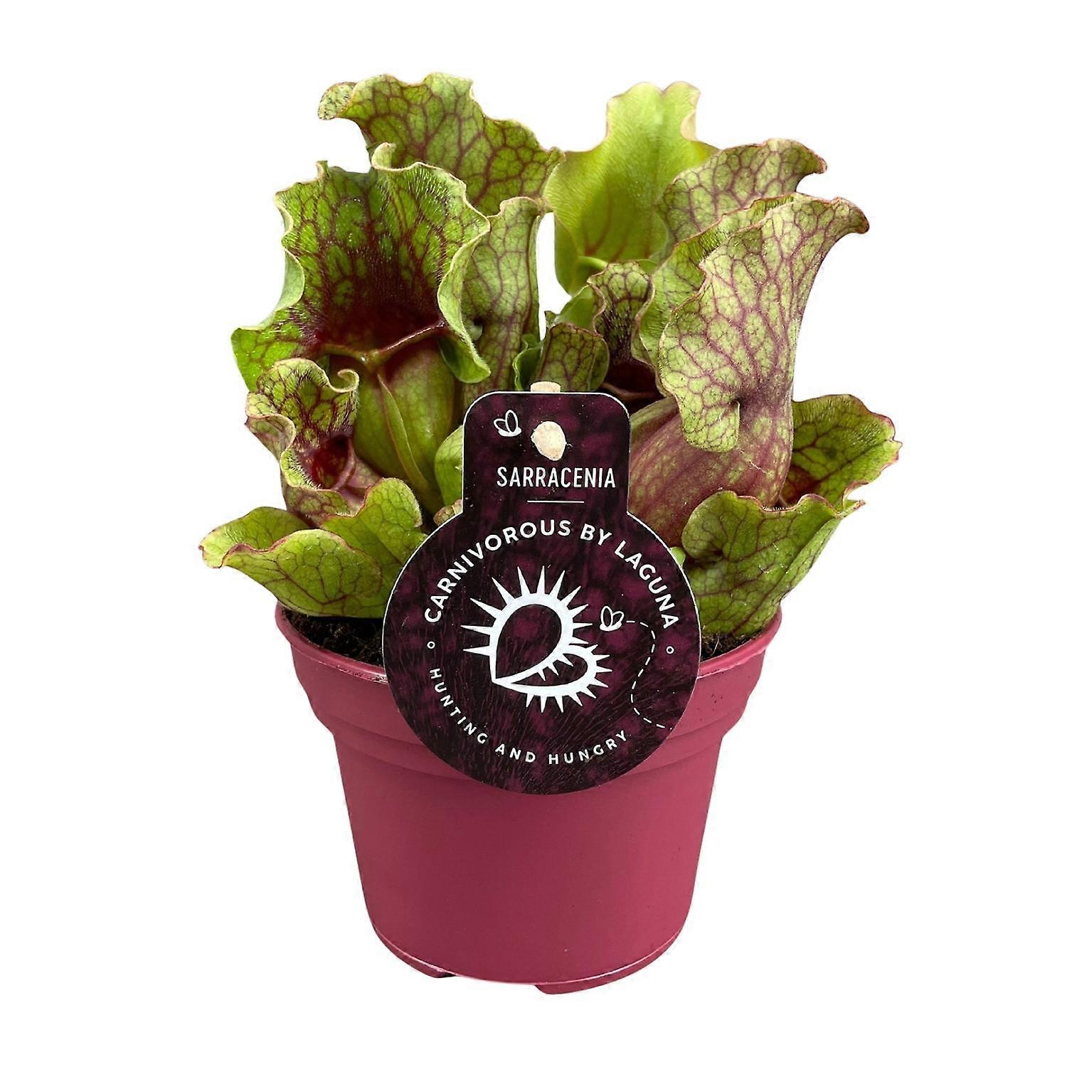 Sarracenia - 20cm - Ø12cm