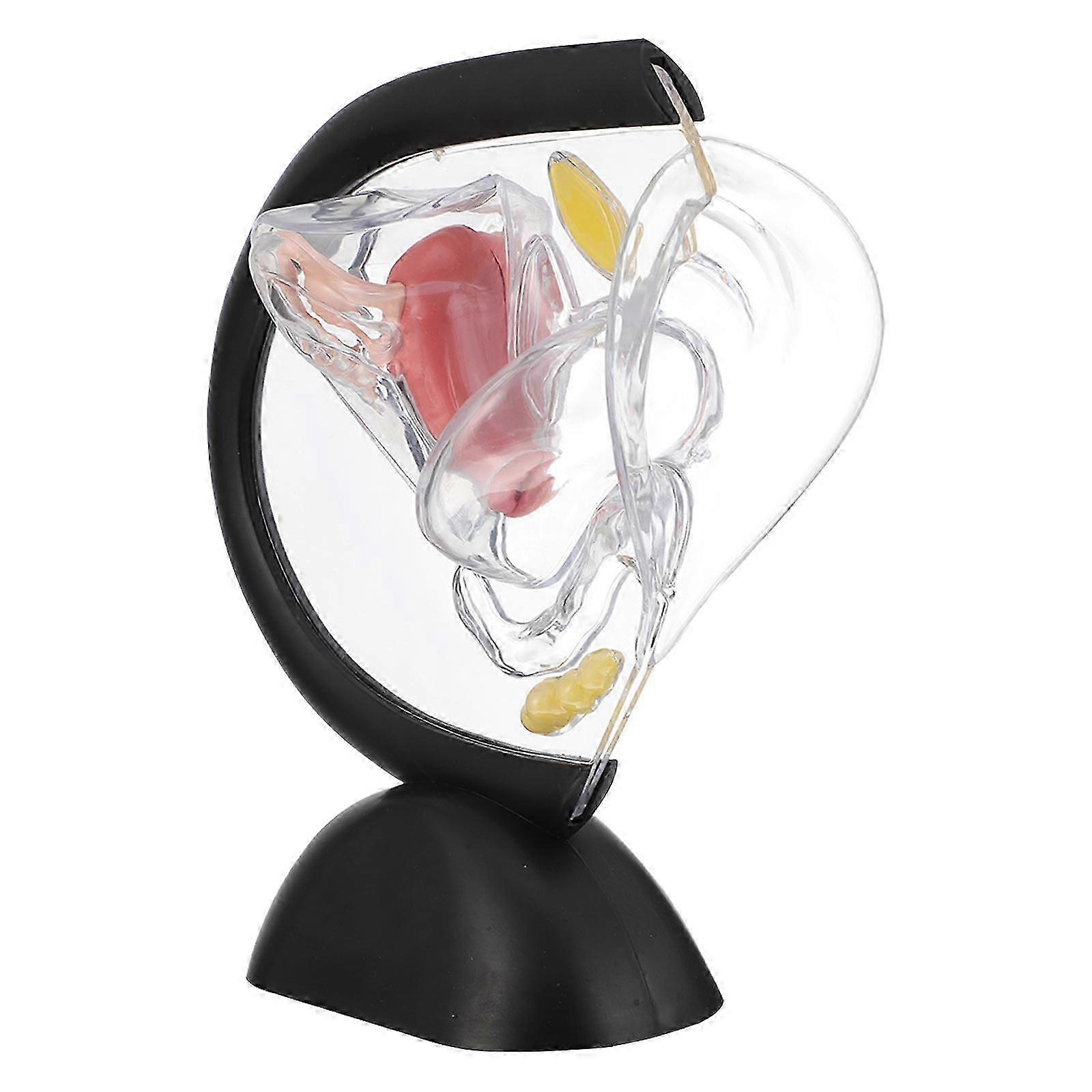 Human Uterus Structure Model Educational Tool - Medical Organ Simulation for Teaching Purposes