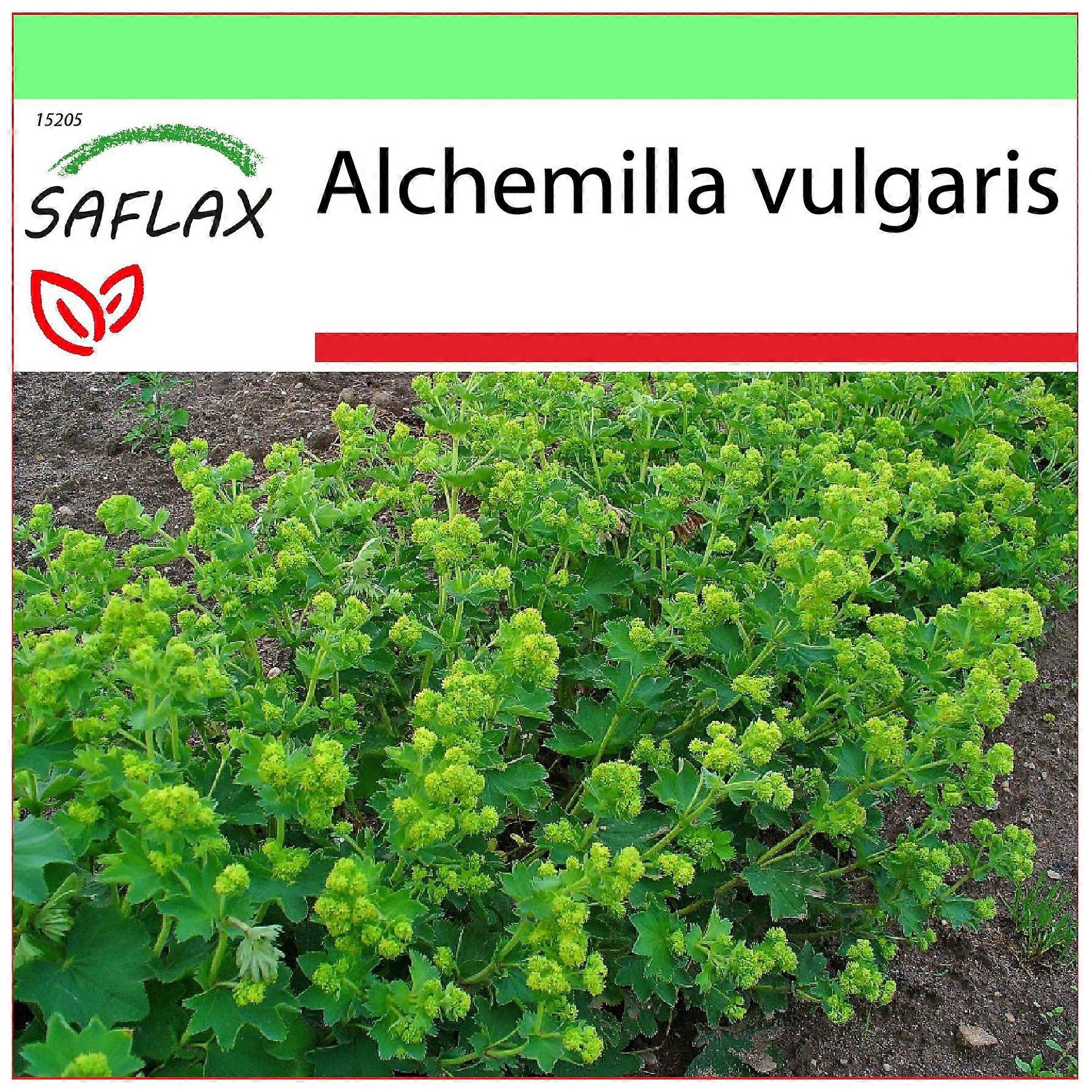 Saflax - Garden to go - 100 seeds - Lady's Mantle - Alchémille commune - Erba stella - Pie de león - Frauenmantel