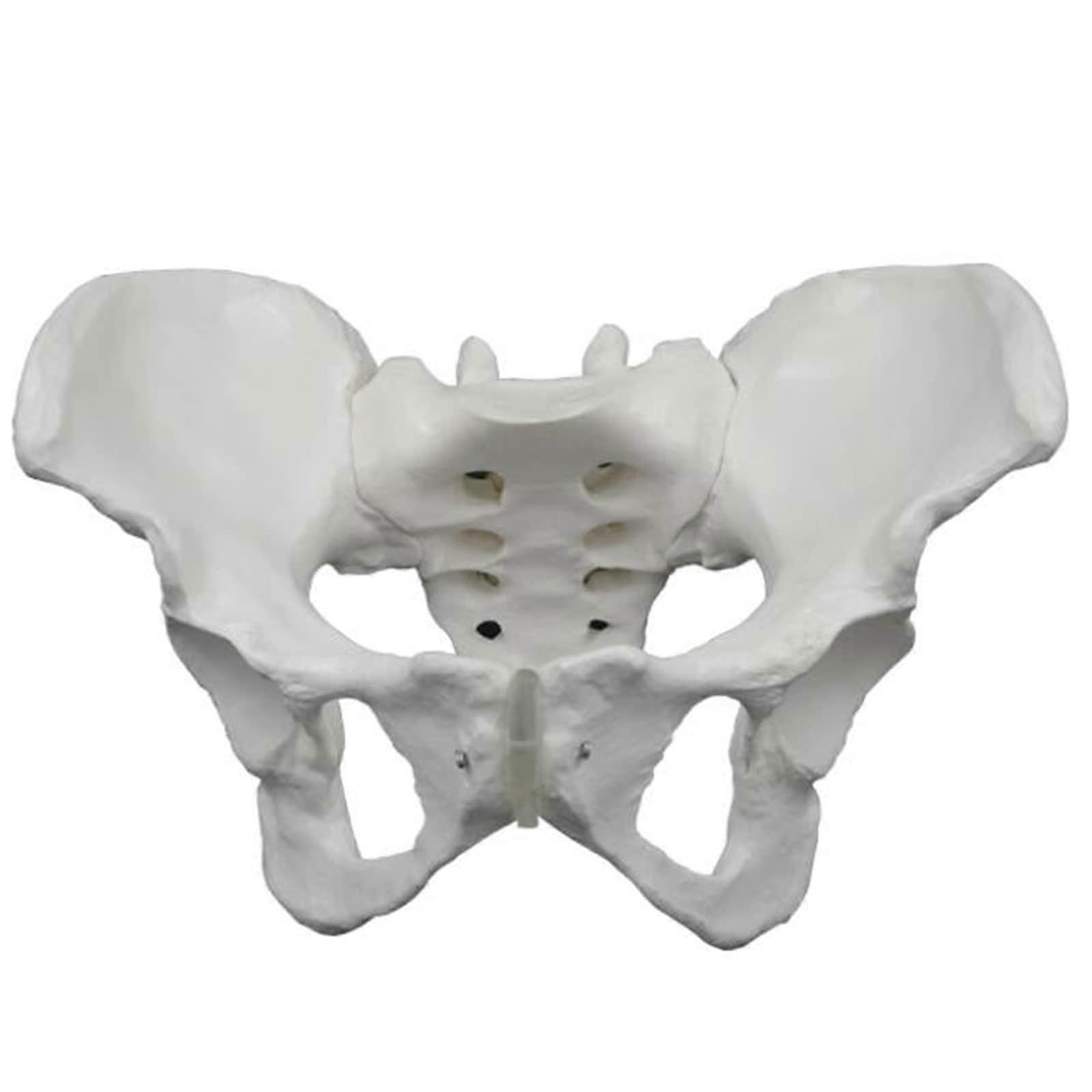 Female Pelvis Model, Highly Simulated Human Pelvis Demonstration Model for Educational Science Display, Anatomical Bone Structure
