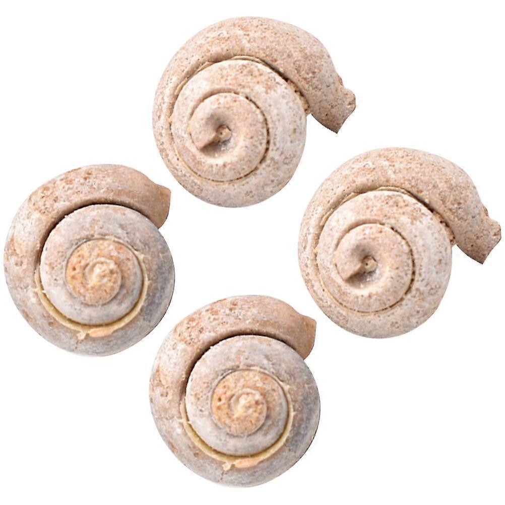 Paleontology Snail Sample for Student Teaching 4Pcs for Decoration