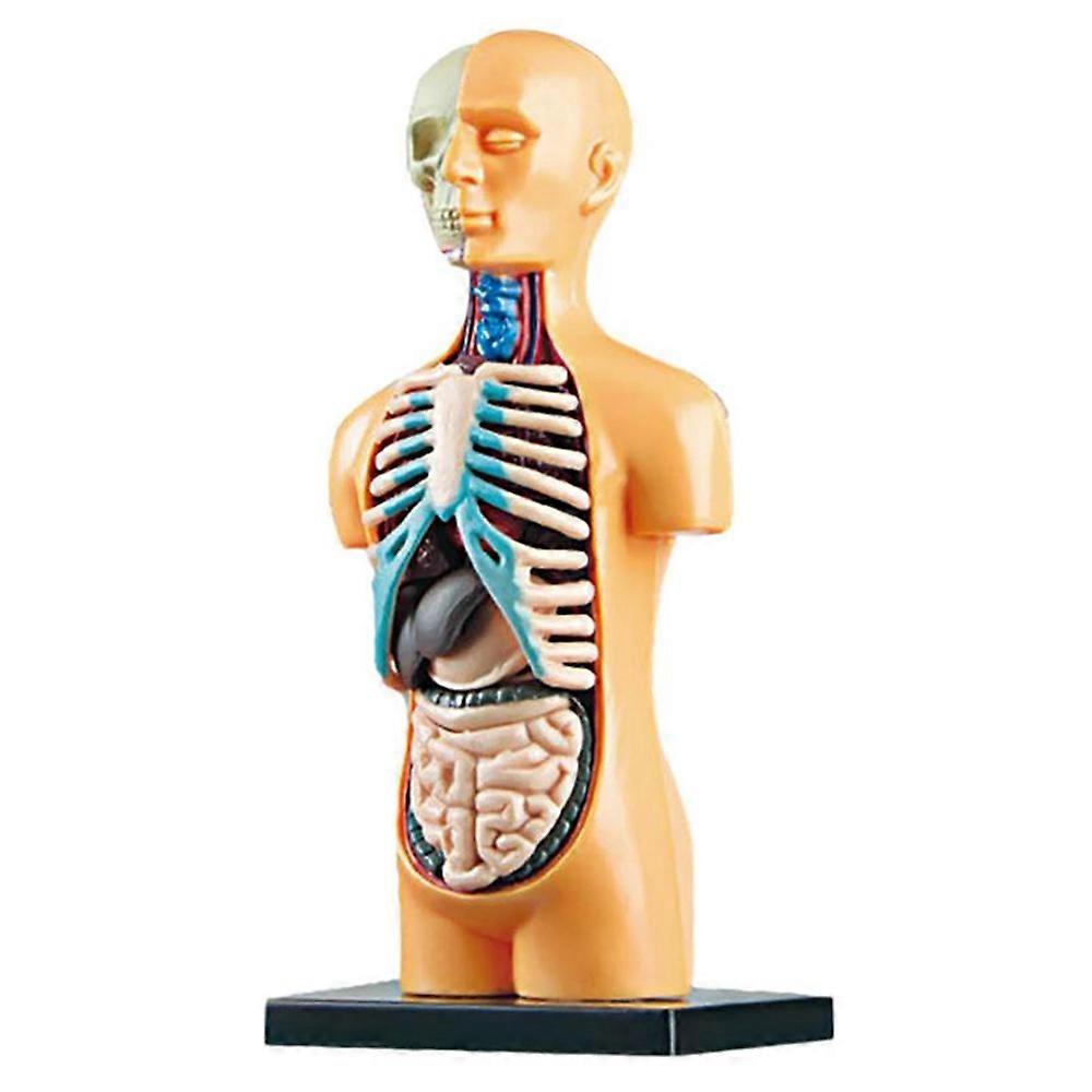 3D Removable Anatomical Human Torso Body Model for Education Toy Human Body Structure Teaching for