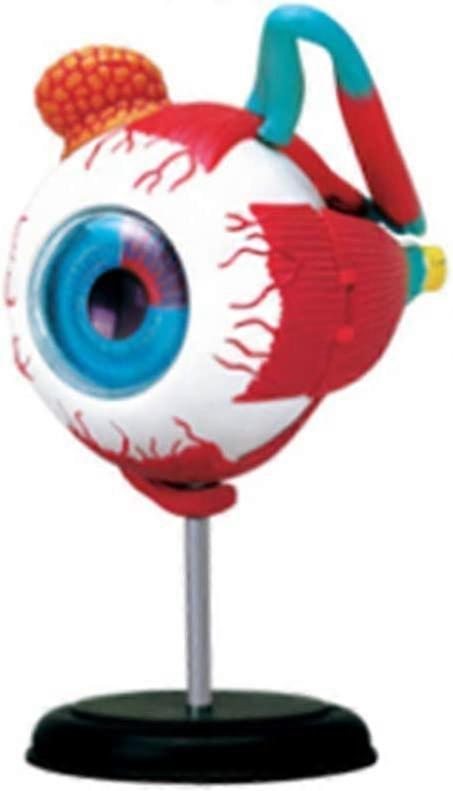 Learning Model Anatomy Puzzle Eyeball Model 32 Pieces - Educational Human Eye Anatomy Toy for Science Teaching Aid