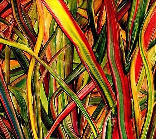 Gengahr - Where The Wildness Grows [CD]