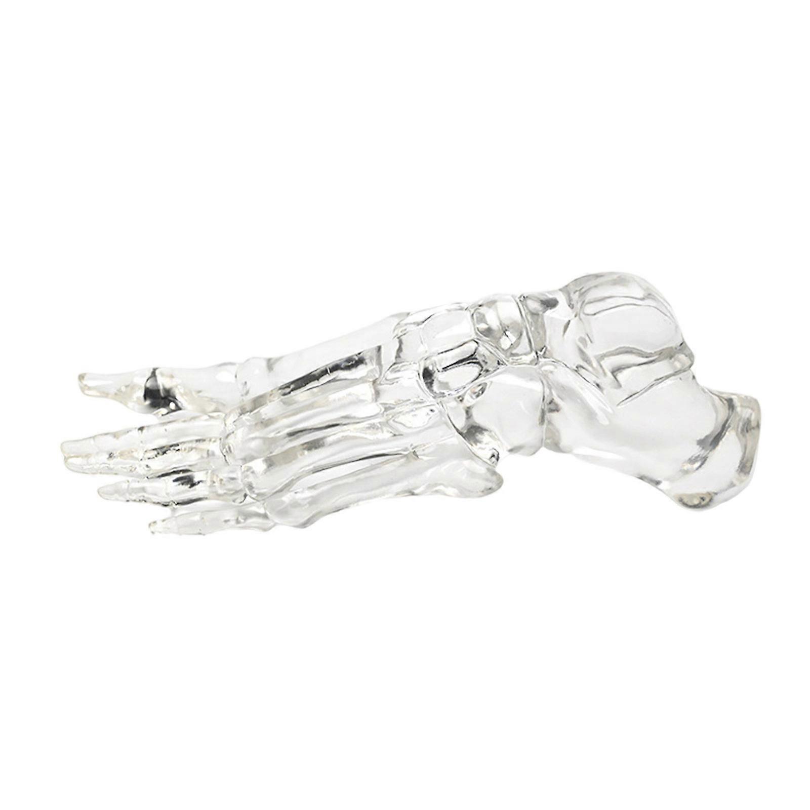 דגם שלד של כף רגל וקרסול שמאל אנושי שקוף דגם עצם מפרק כף הרגל להדגמות בכיתה ולשימוש במעבדה ססגוניות