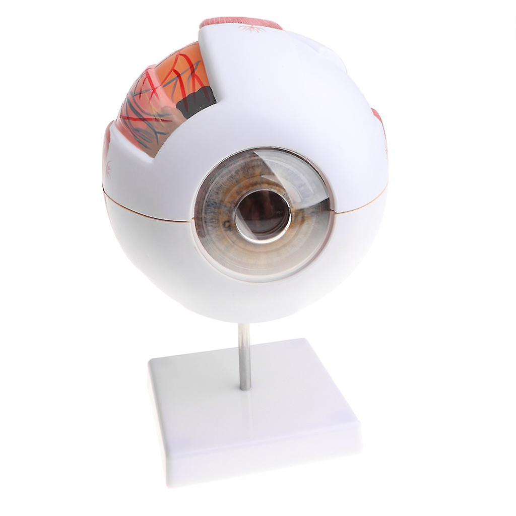 Simulation Human Eye Ball Model  Anatomical Study Tool Lab Supplies