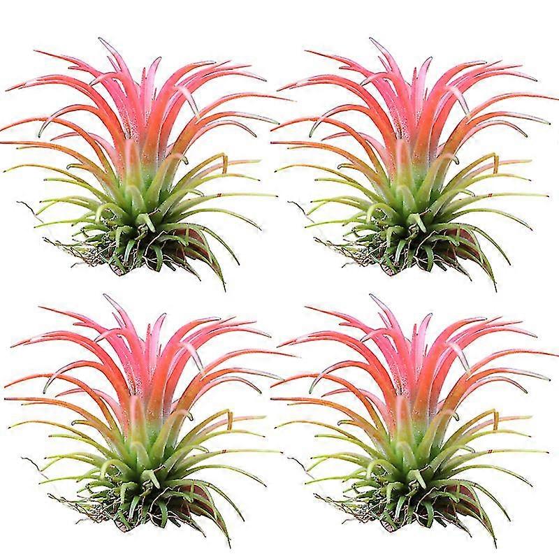 4 pezzi di piante ornamentali aeree, non necessitano di terra, annaffiature moderate, facili da curare, vaso da interno, piantagione in acqua, deco...