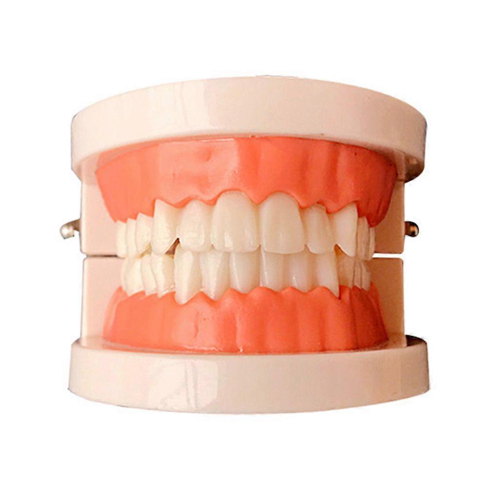 Standard Teeth Model Tooth Brushing Model Typodont Demonstration for Teaching