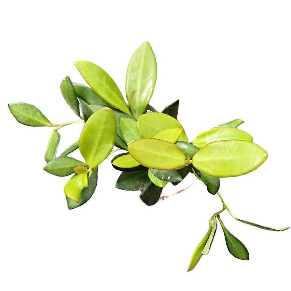 Hoya bilobata Ø7cm